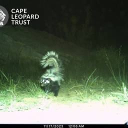 Striped polecat